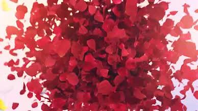 浪漫玫瑰花瓣美丽女人节开场片头AE模板视频的预览图
